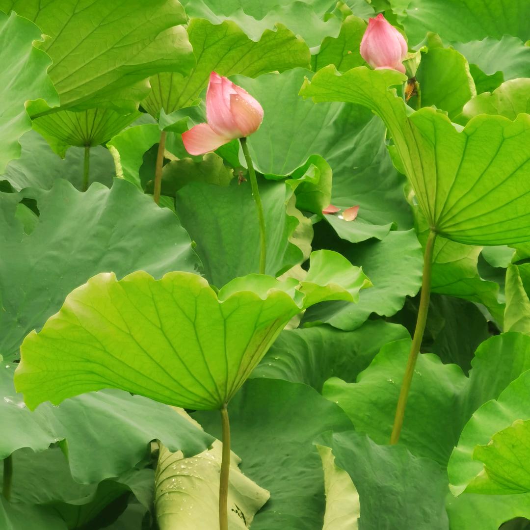 摘摘