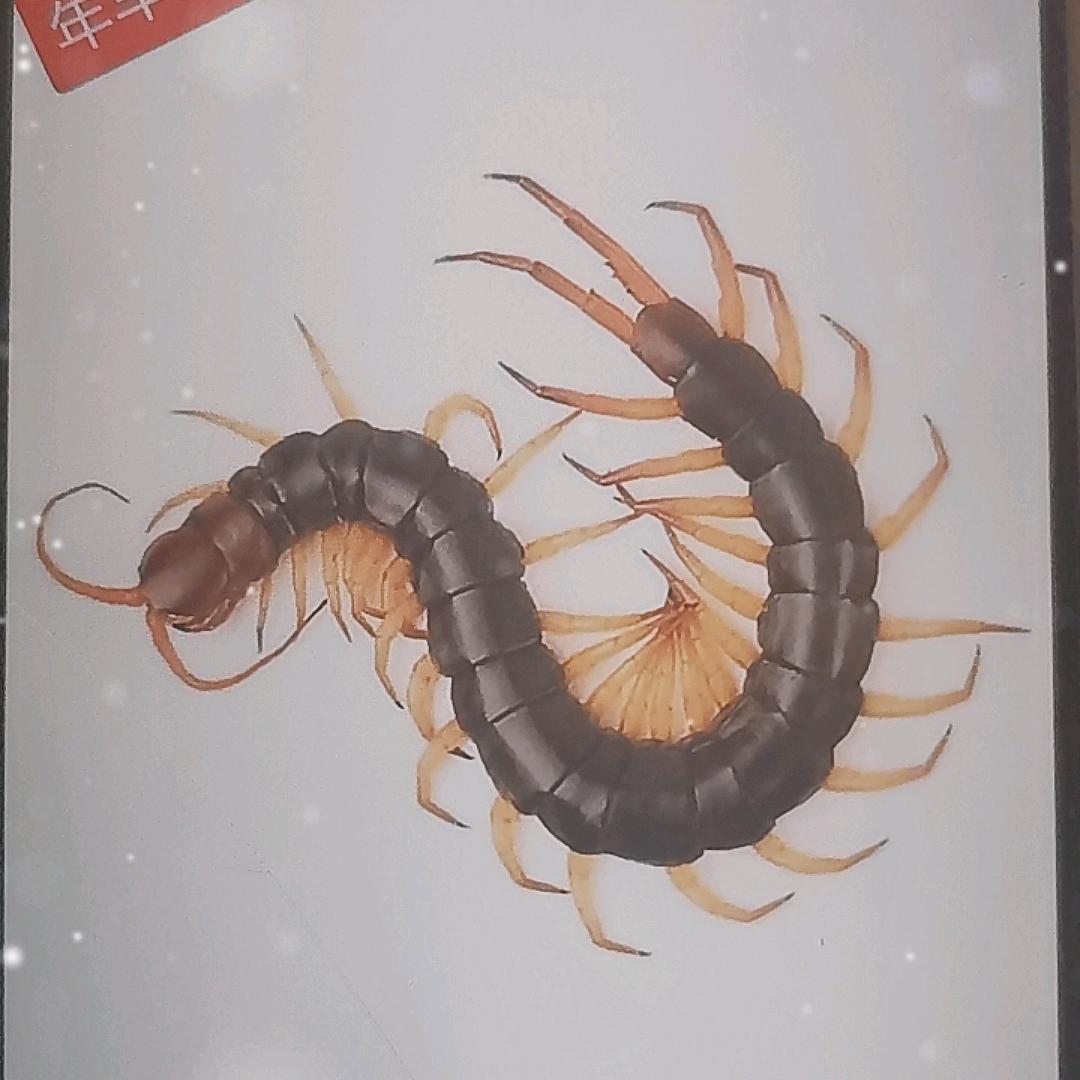 刘叔蜈蚣