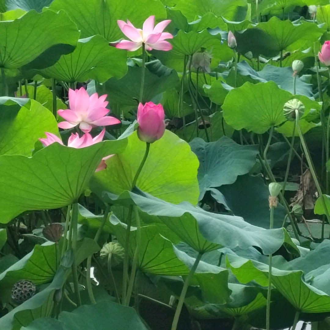 茉莉