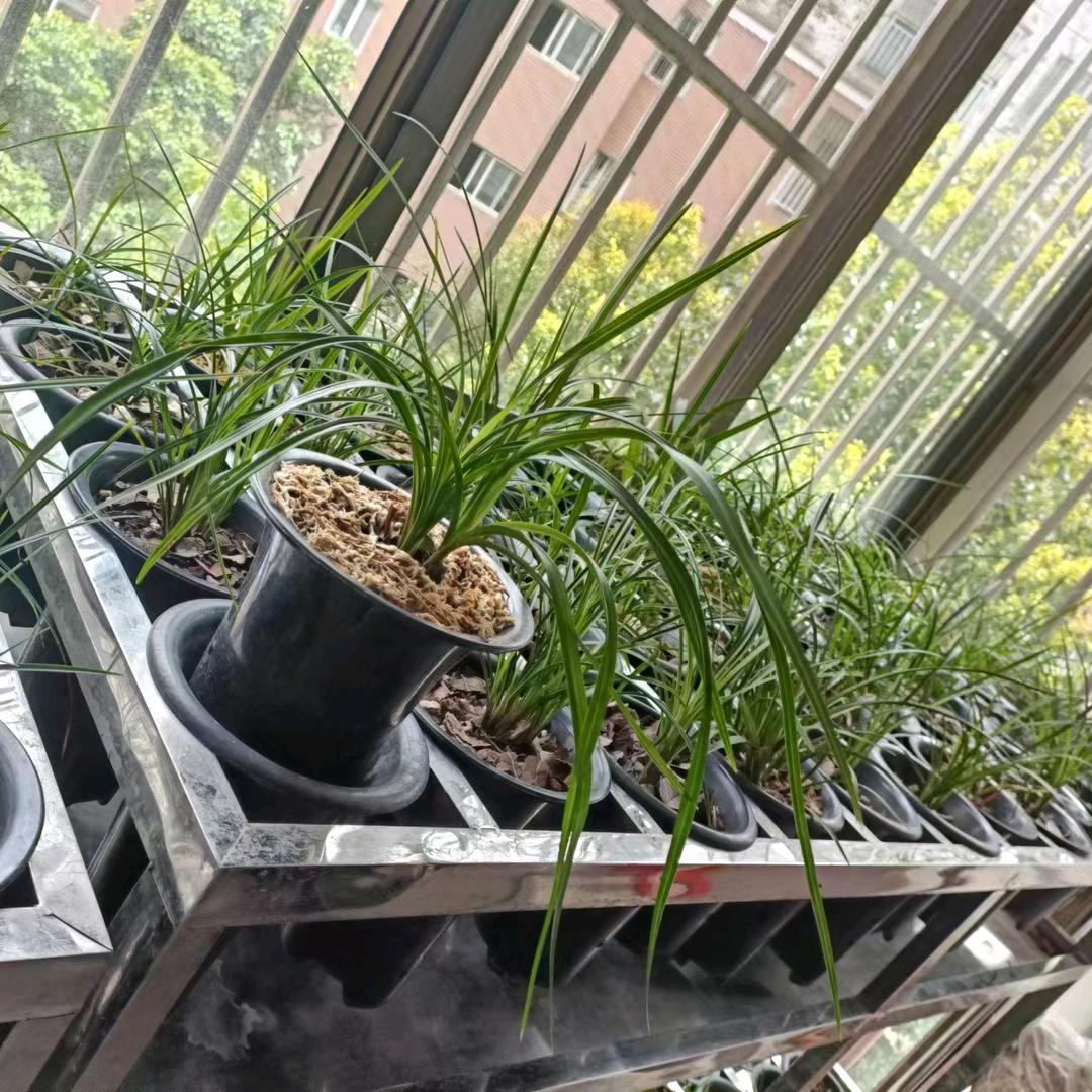 小金(阳台养兰)