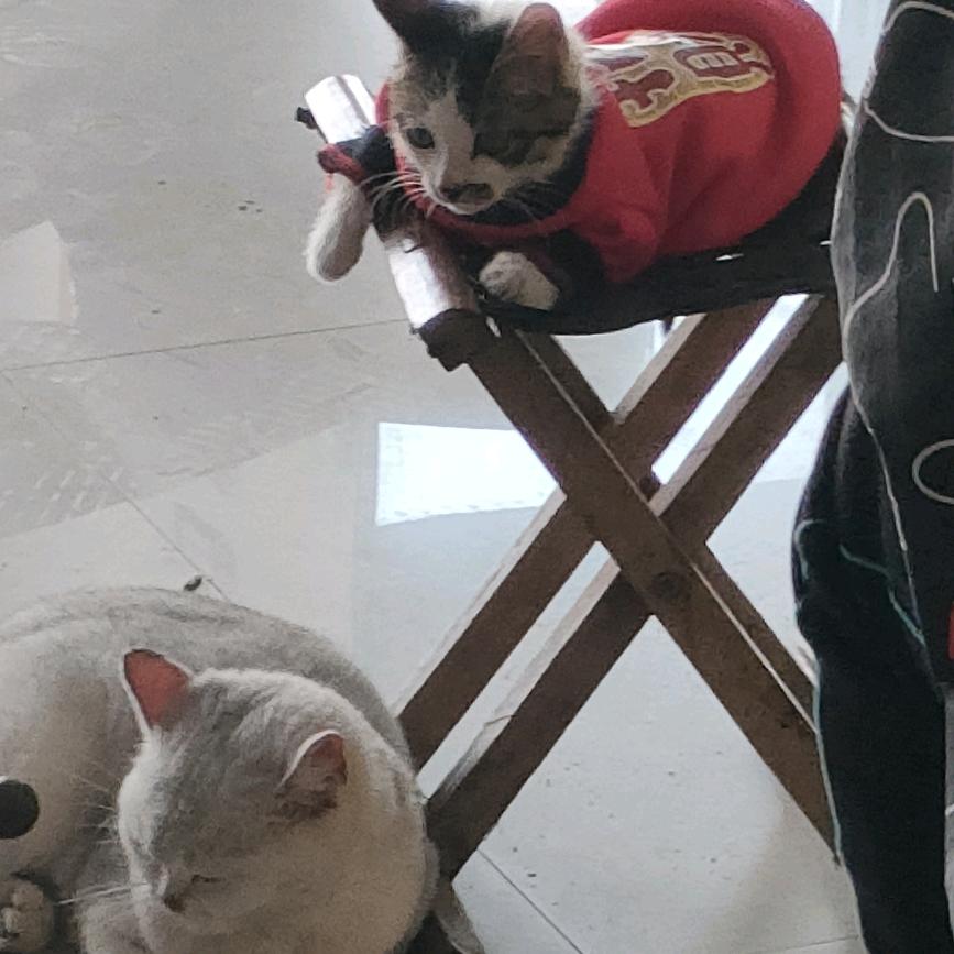 小猫咪的日常生活