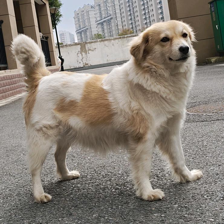 🐶苹果🐶