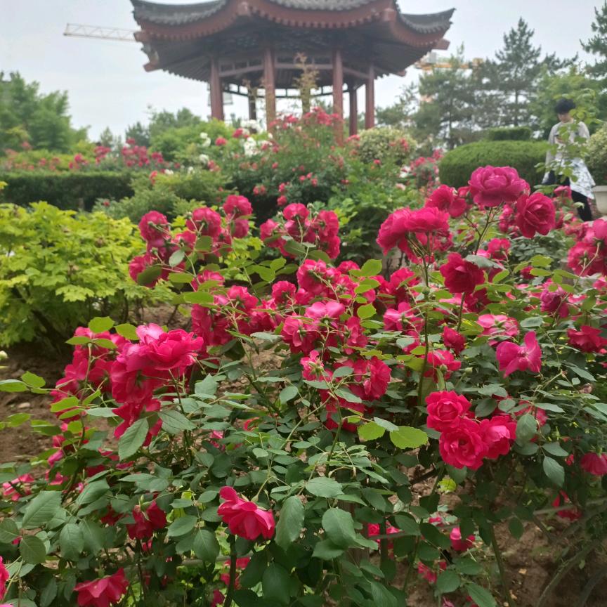 凤鸣