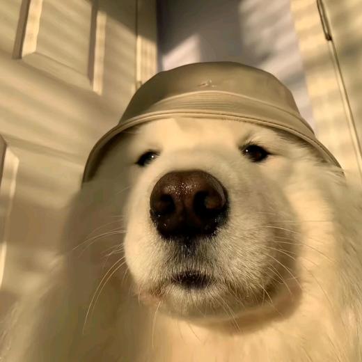 我真的好想睡大觉