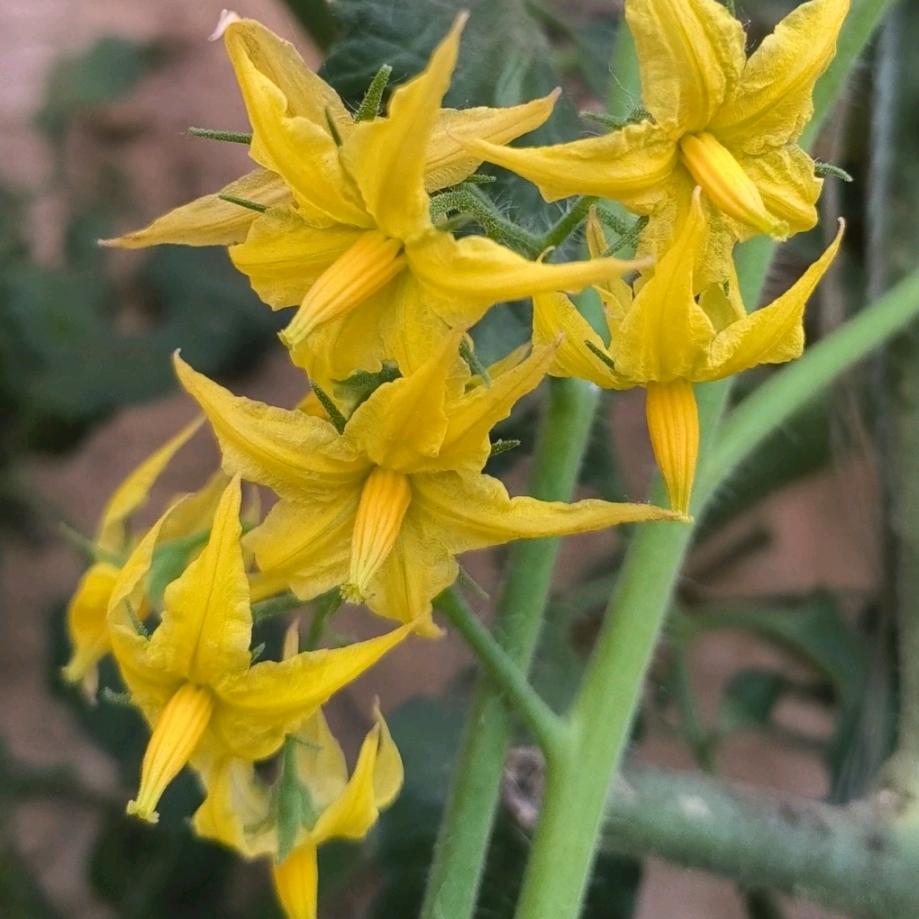 坐果达人小帮手