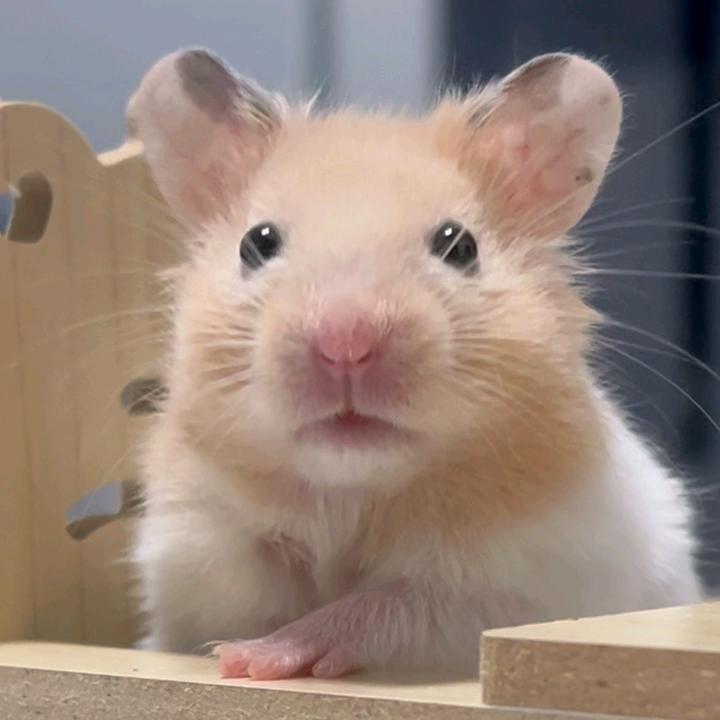 鼠鼠管宝