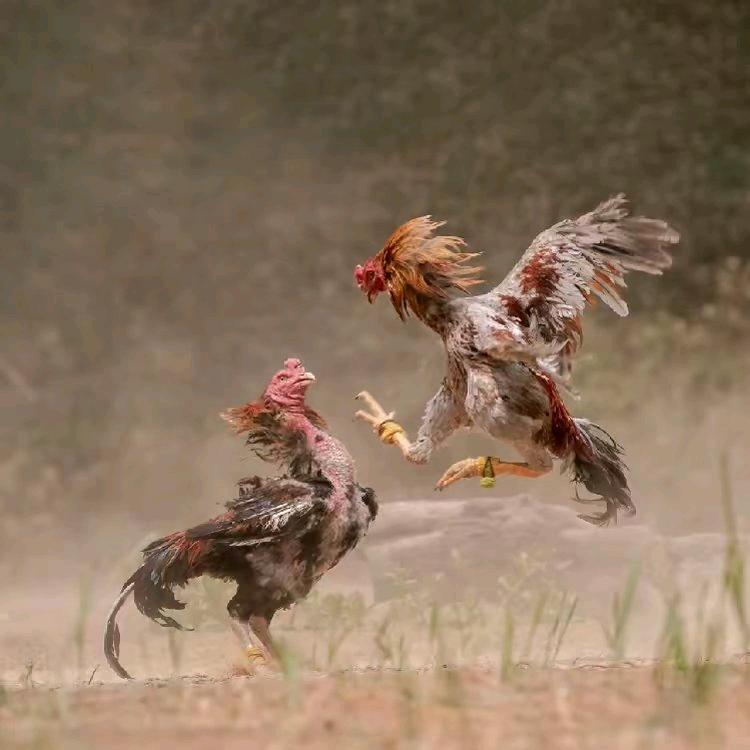 斗鸡养殖技术分享