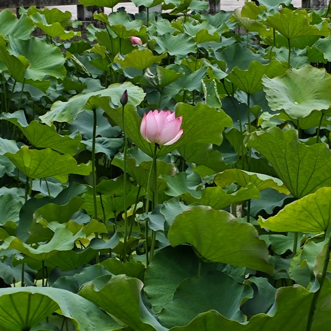 喜欢狸猫的武直头像
