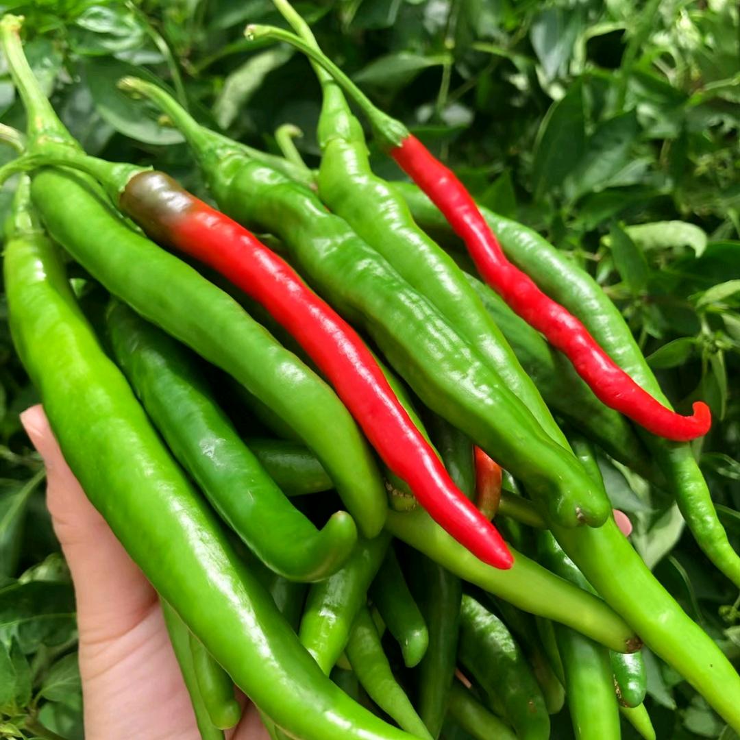 小齐说辣椒🌶