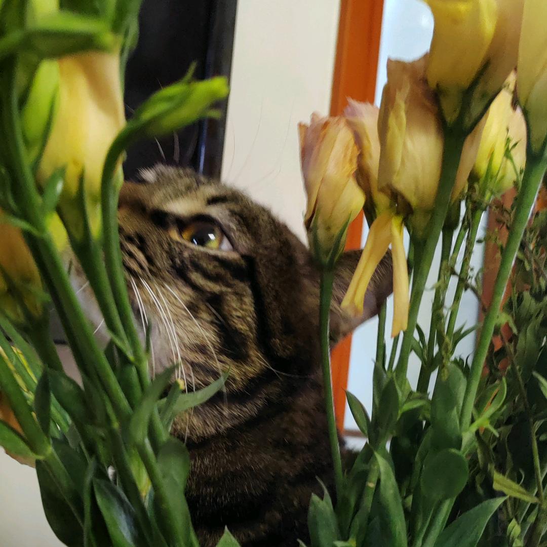 猫猫洋桔梗