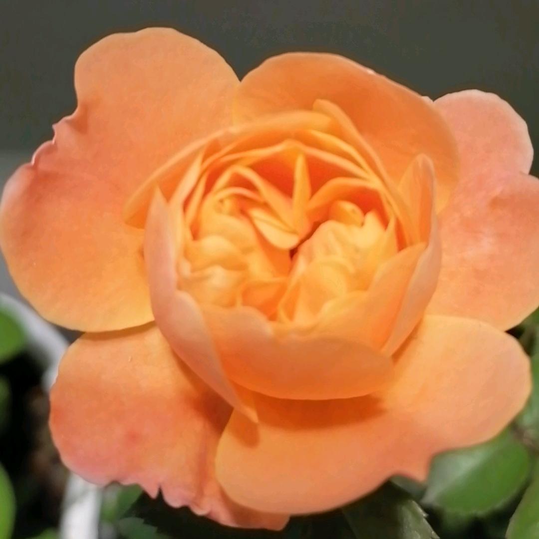 智慧分享好物（相英）