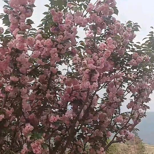 大山里的知足长乐