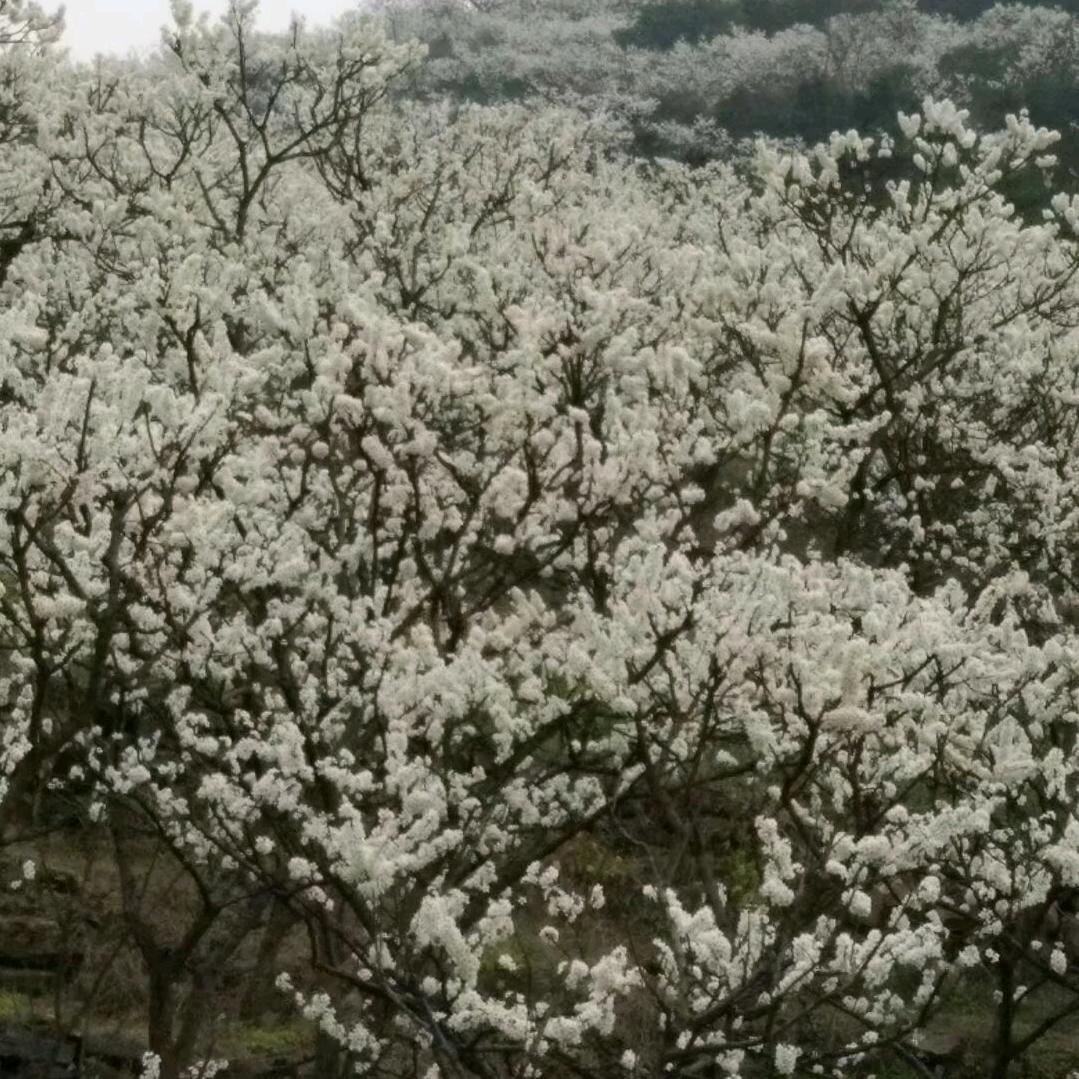 胡永学