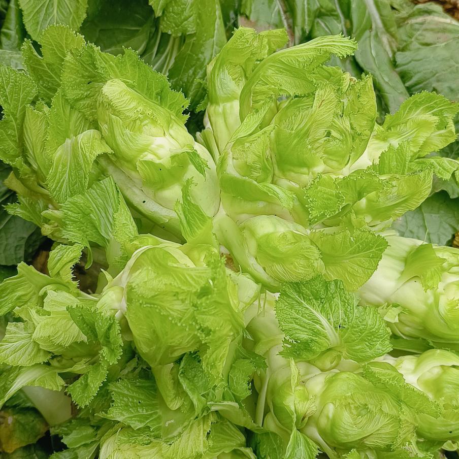 YU菜相随