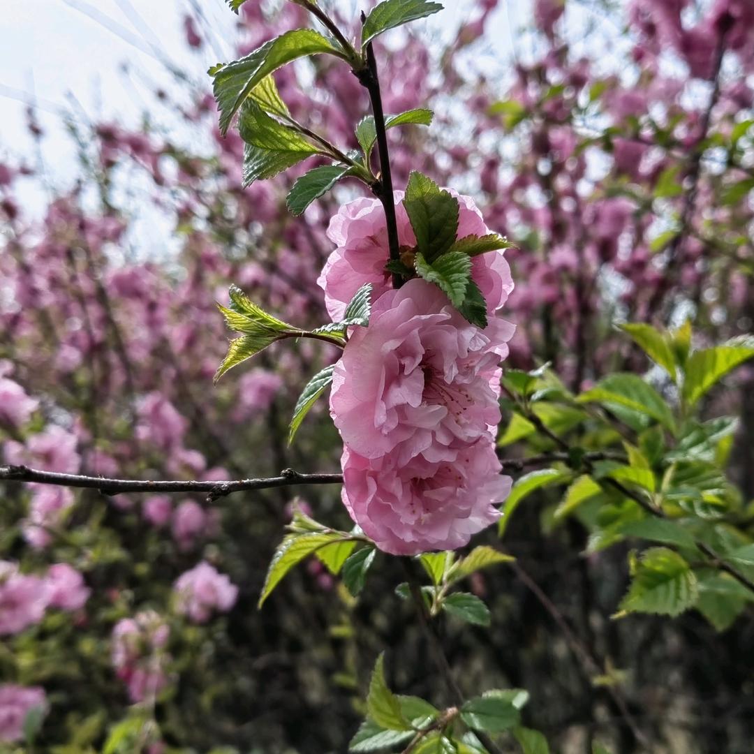 愉悦