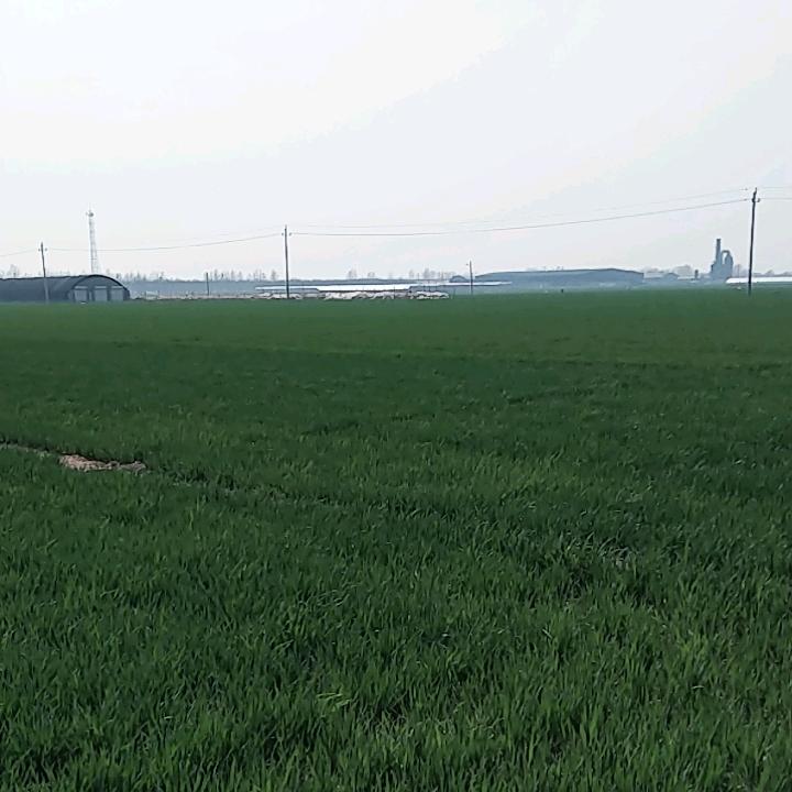 晨冉