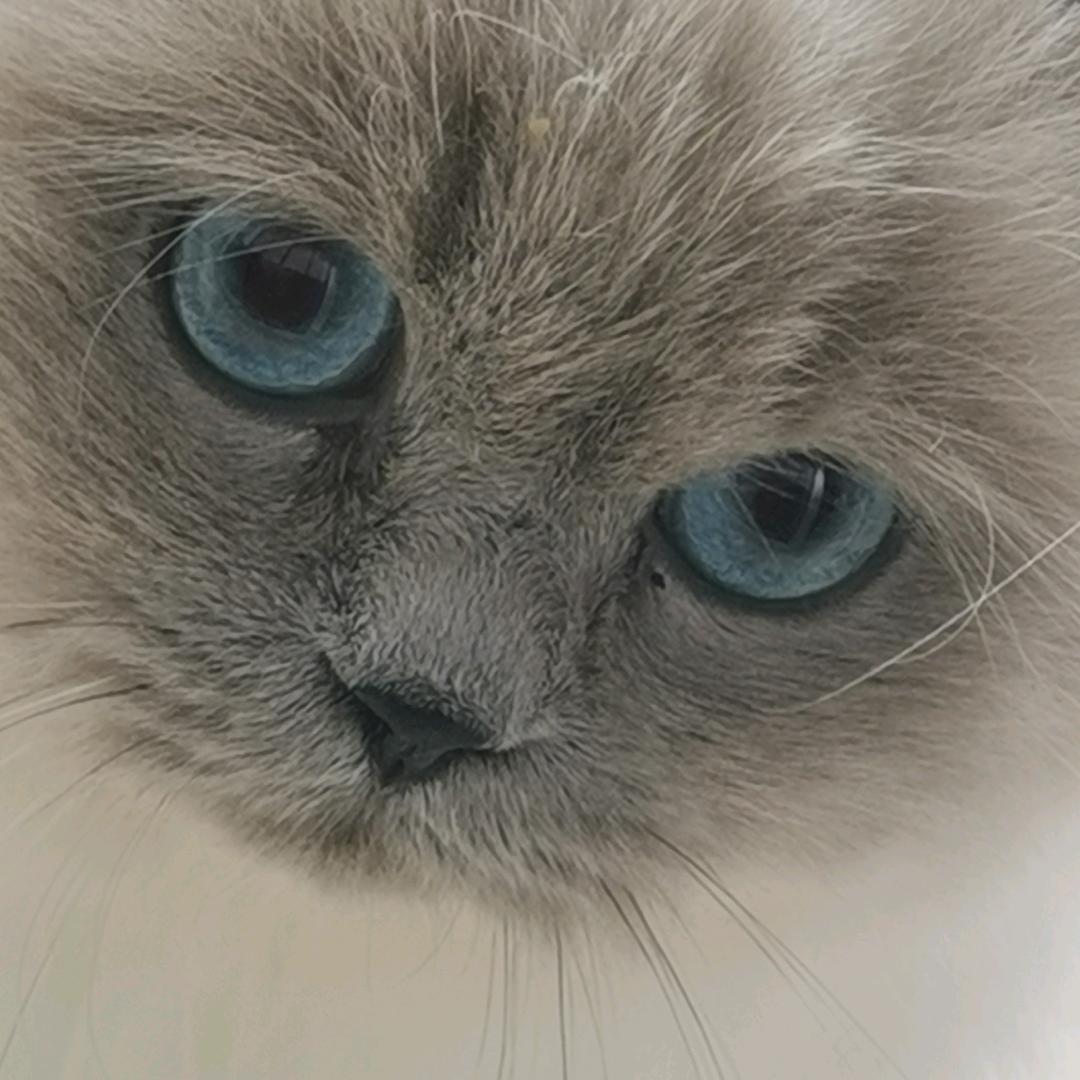 雨夜里的小懒猫