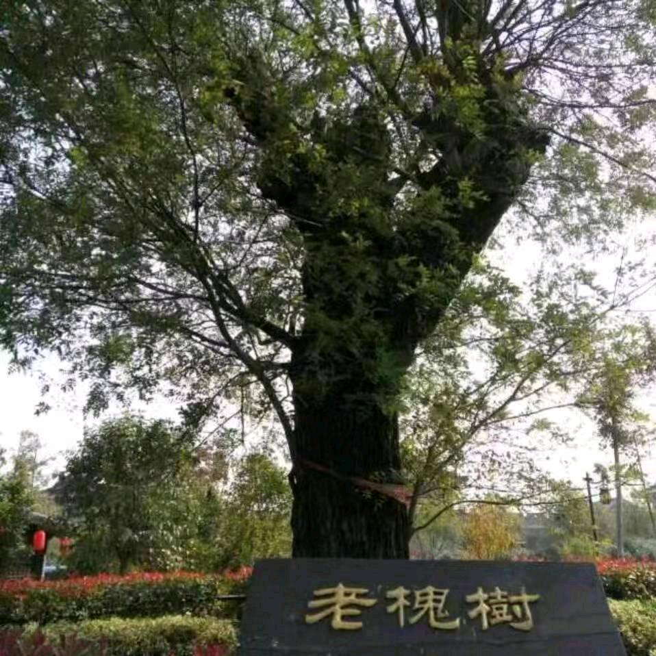 绿光森林&