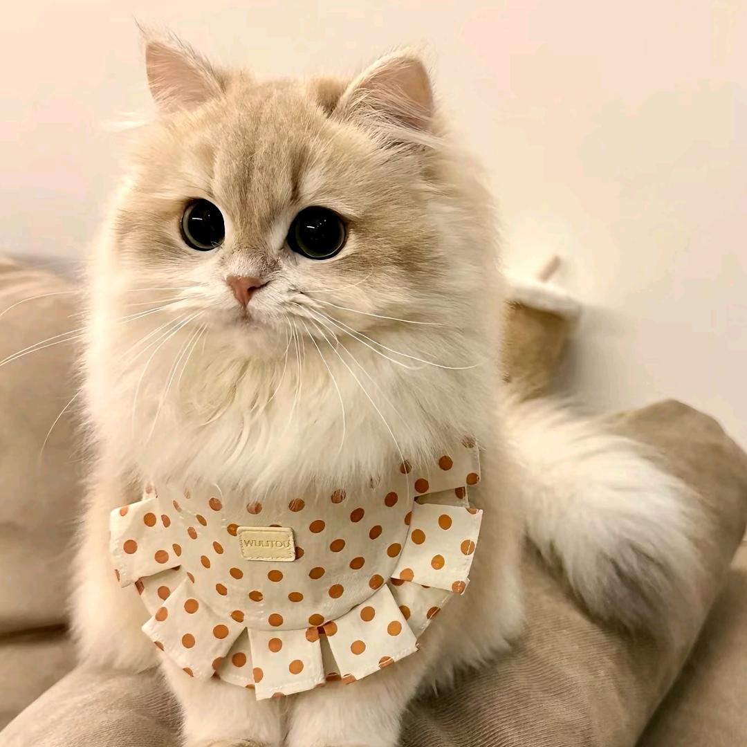 一二🌷