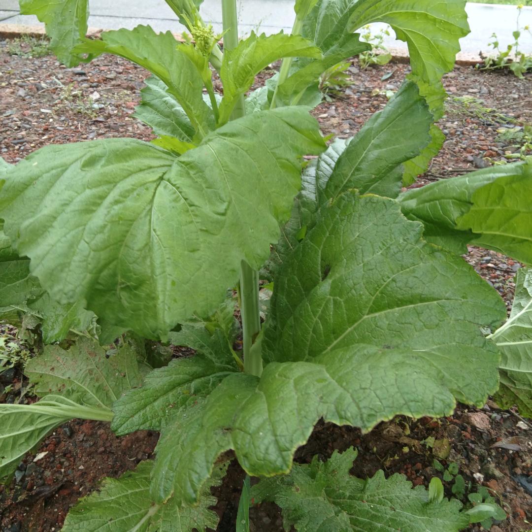 代估拉