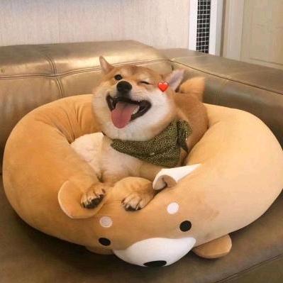 可可宠物用品