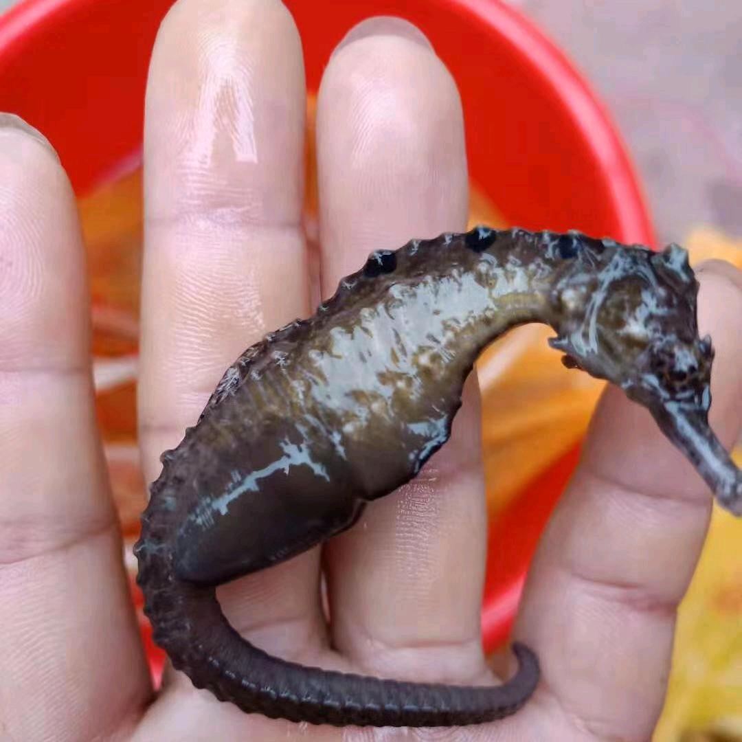 抓鱼小哥