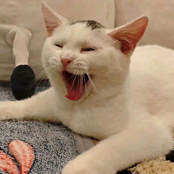 😈华妃凉凉🤫