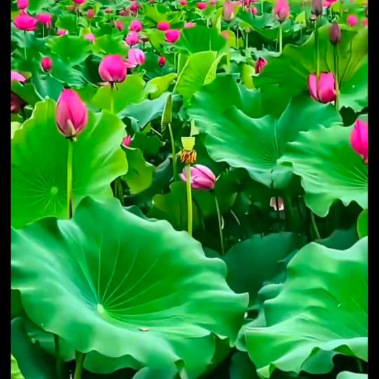 一生平安越来越好！