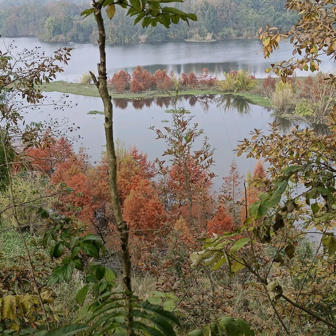 🕊️᭄ꦿ꯭我心ঞৣঁ向杨প᪲