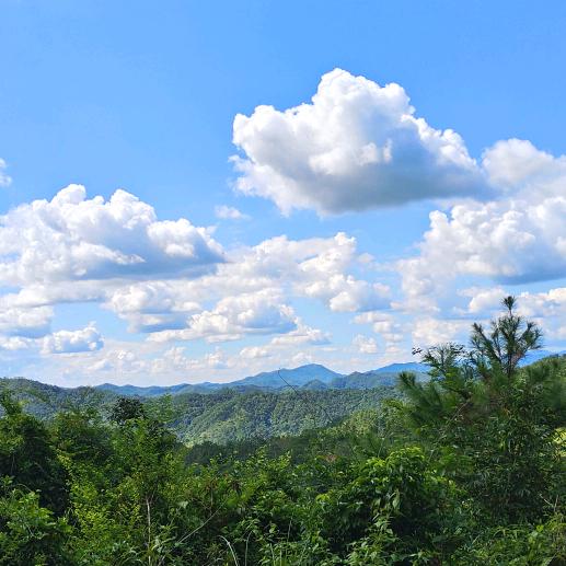 煤碳球是绿色哒