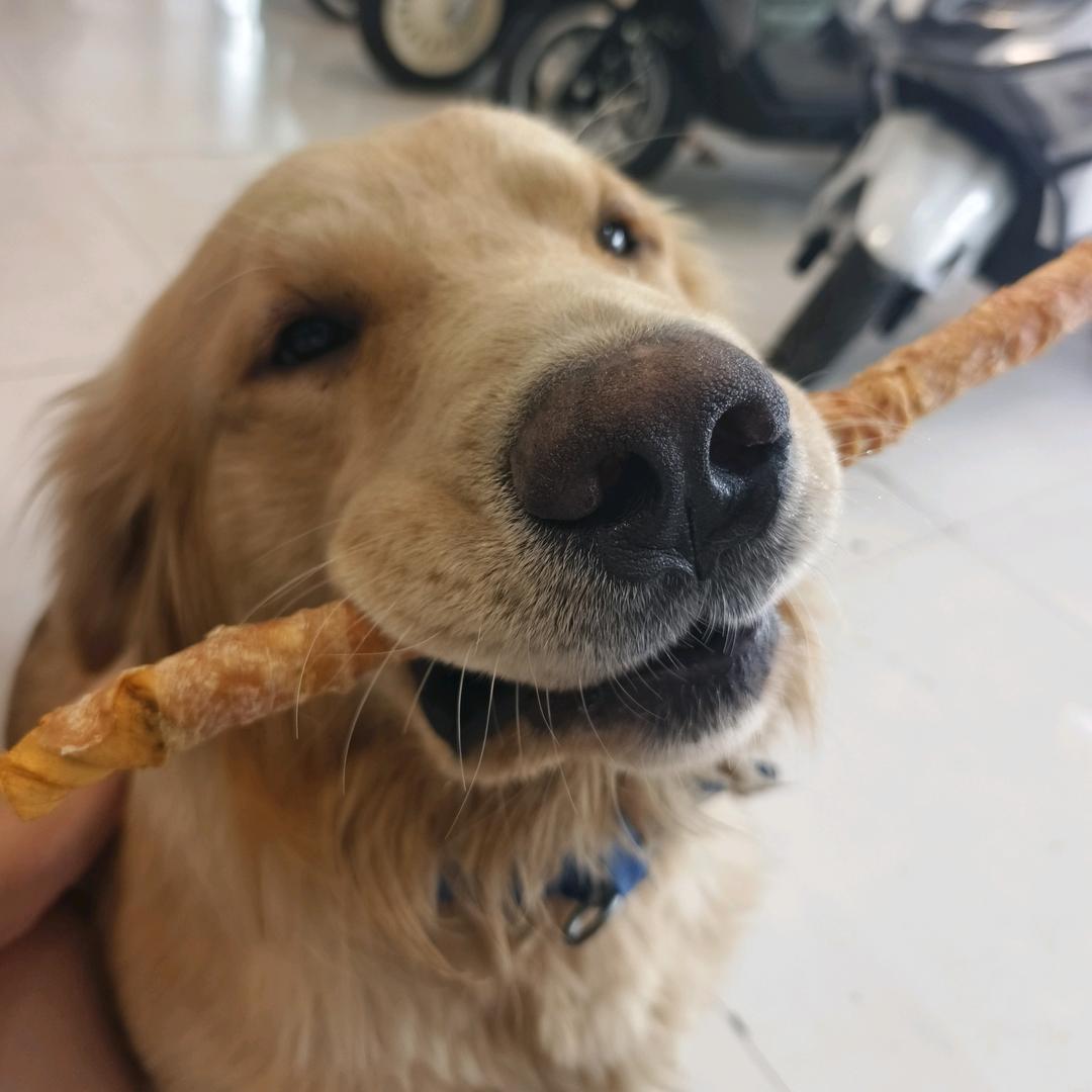 狗富贵