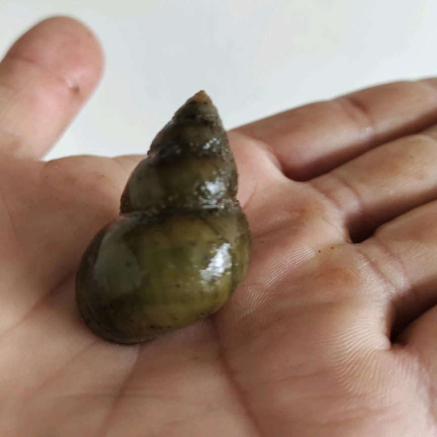 《惠民水产》螺丝螃蟹