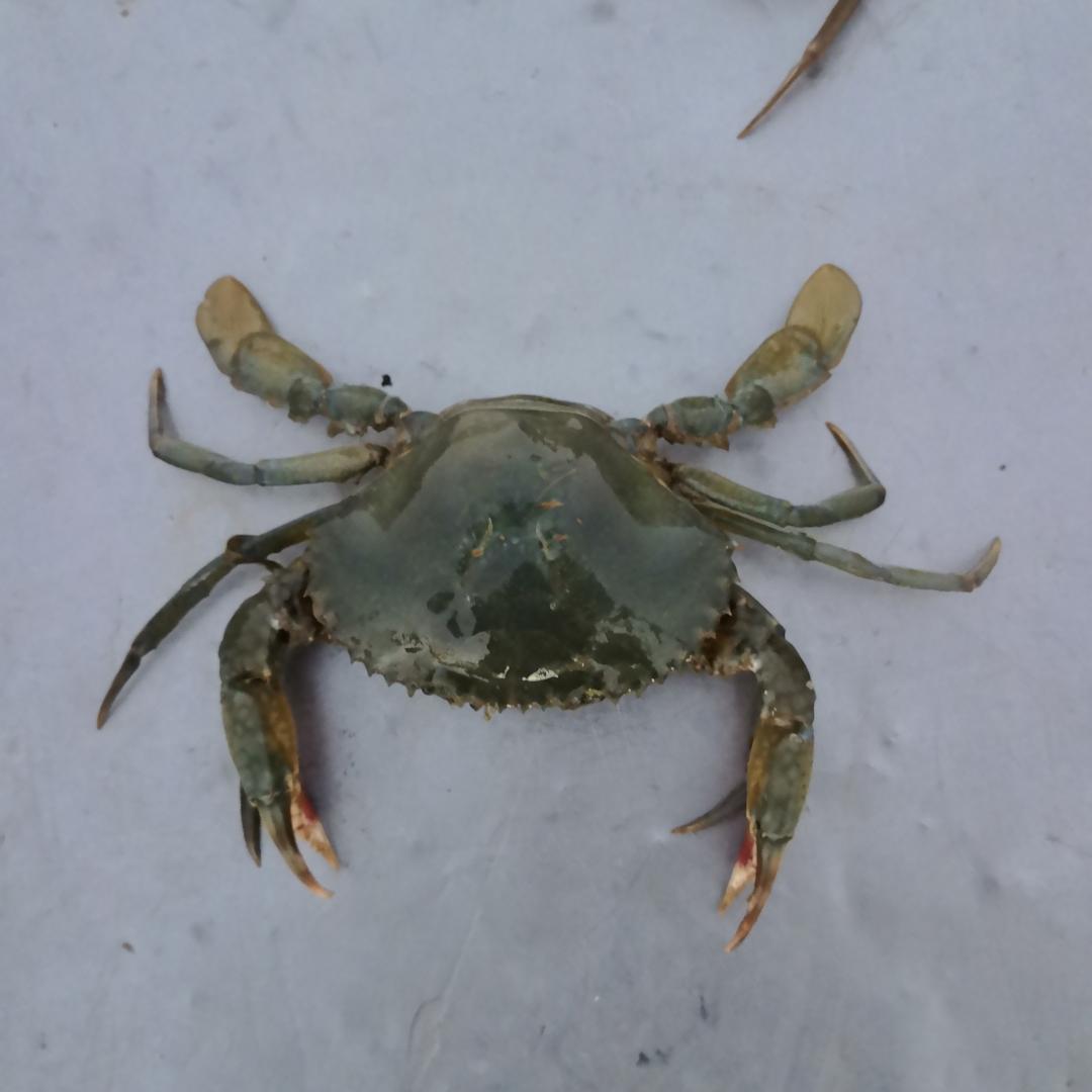 金口虾农王永利（2）