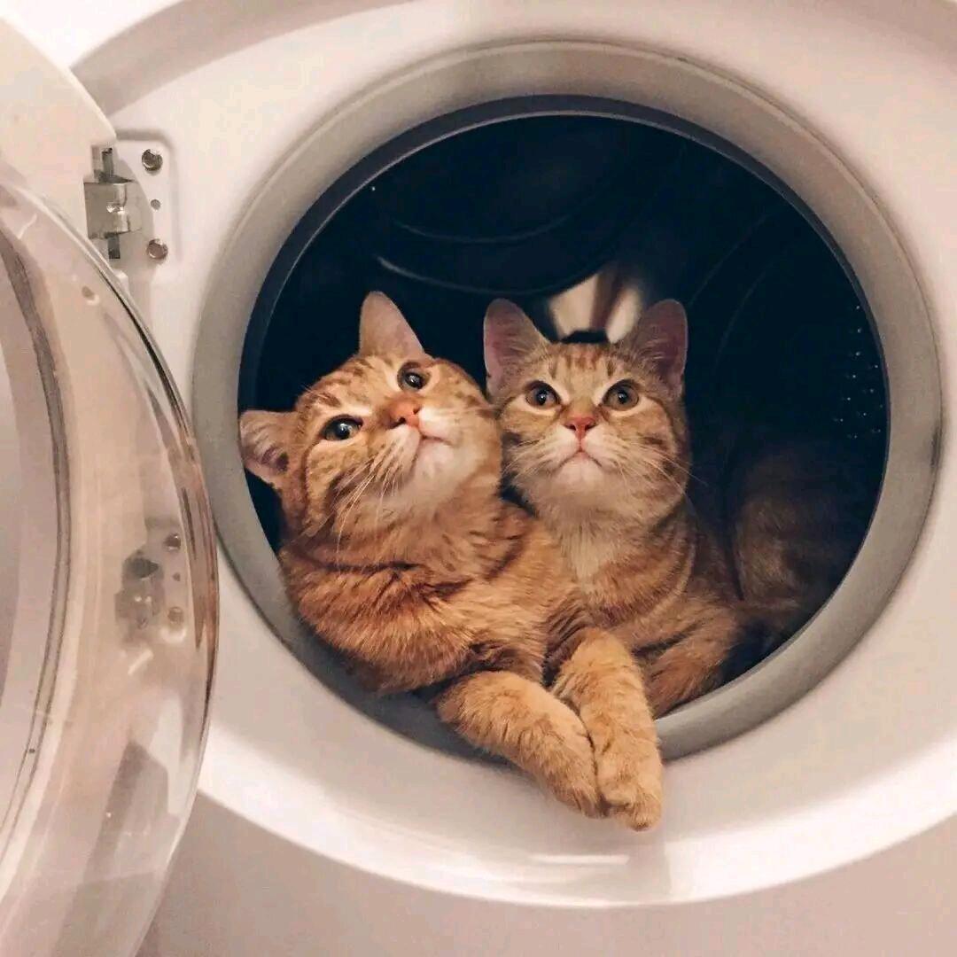 🐱🐱🐱