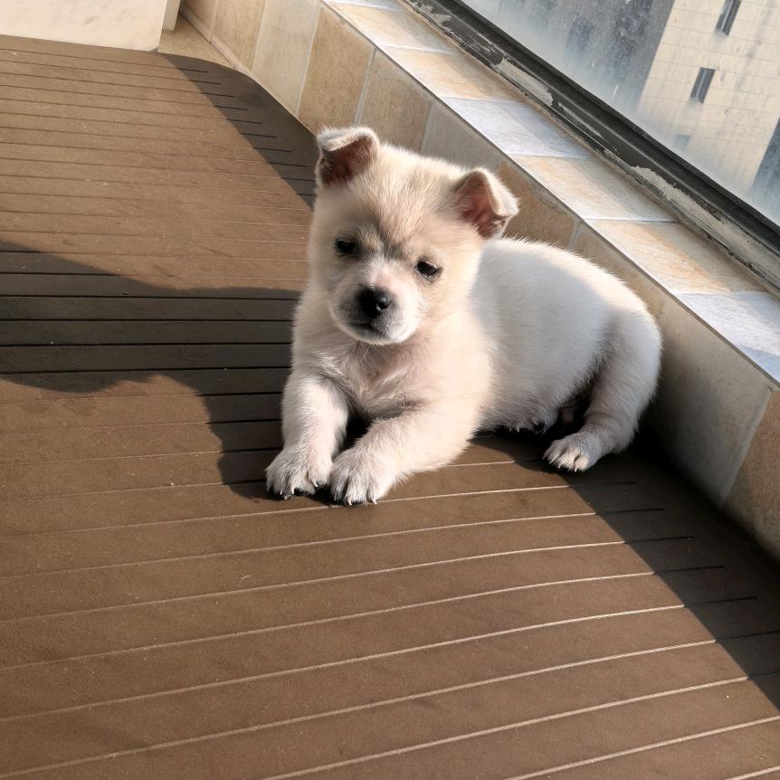 纸飞机