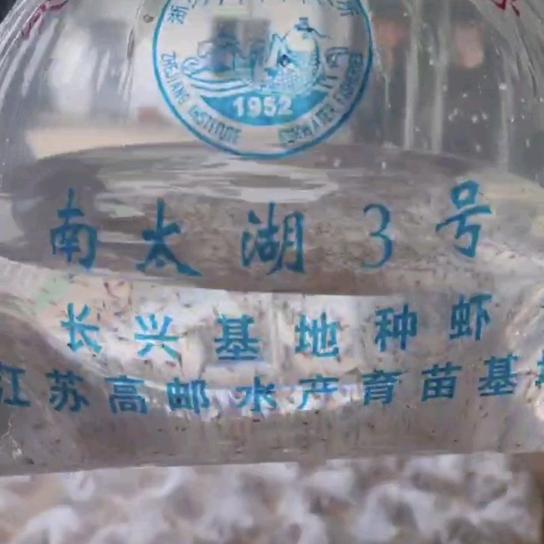 涛姐南太湖3号种苗！1880258146