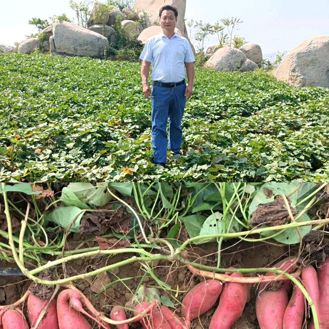 臻源淀粉制品、《红薯粉厂》