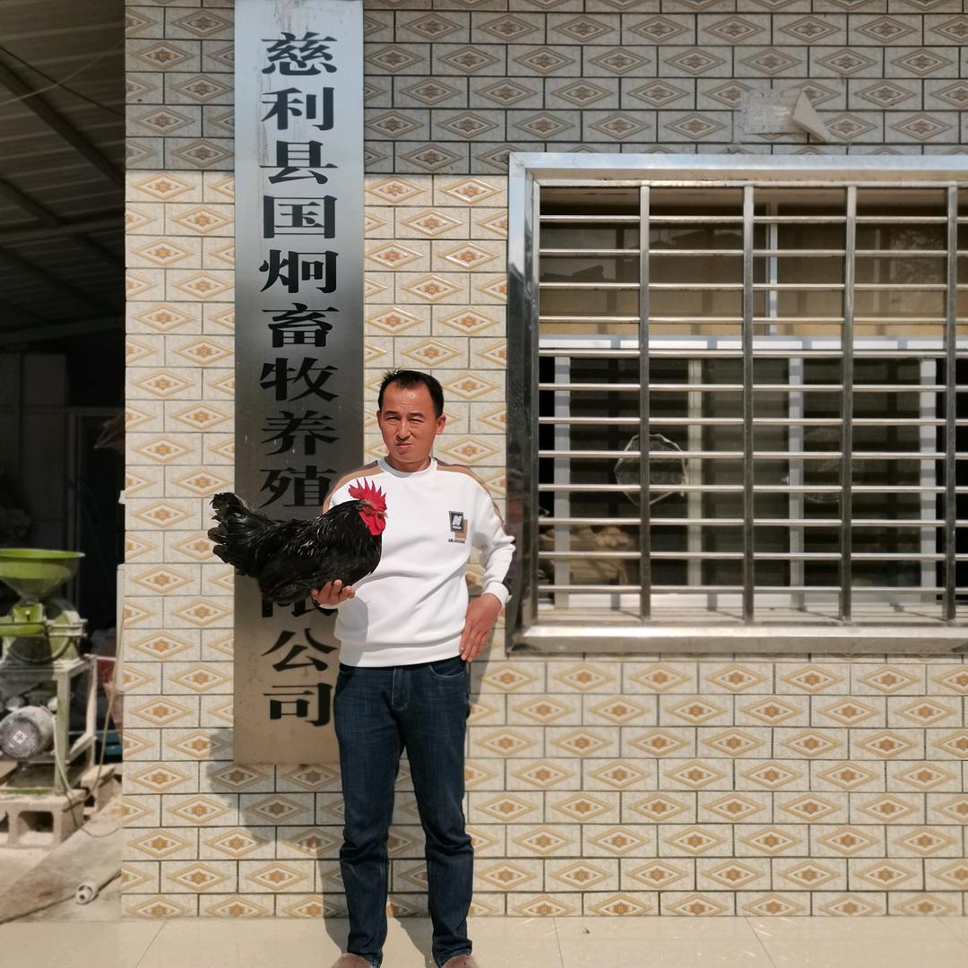 五黑鸡生态养殖