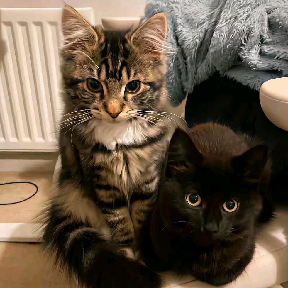 超绝被霸凌圣体