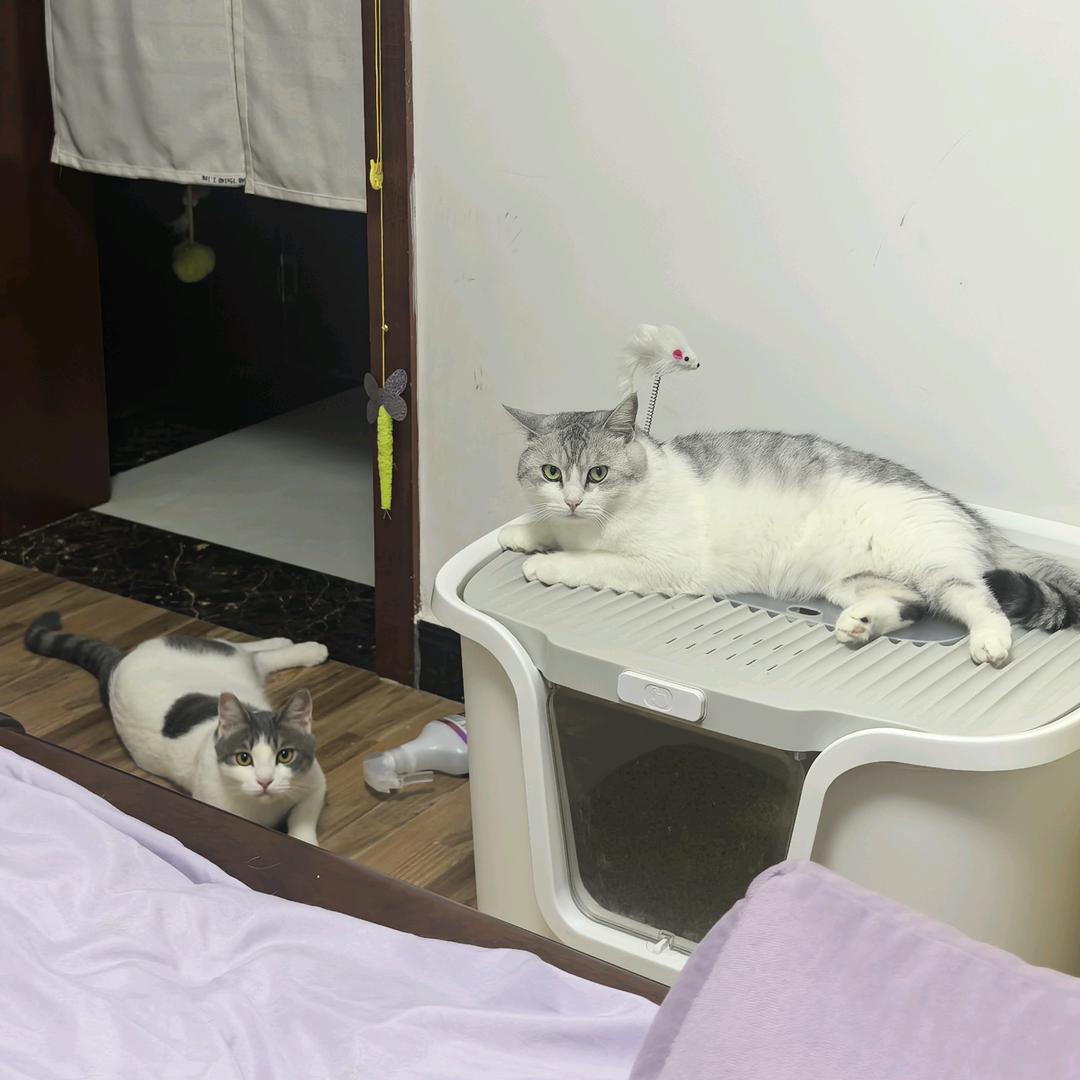 严严