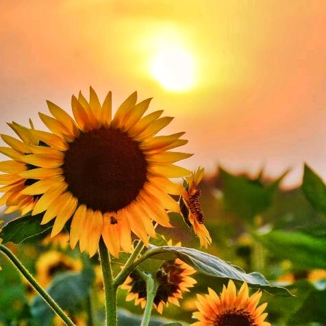 葵花  向阳