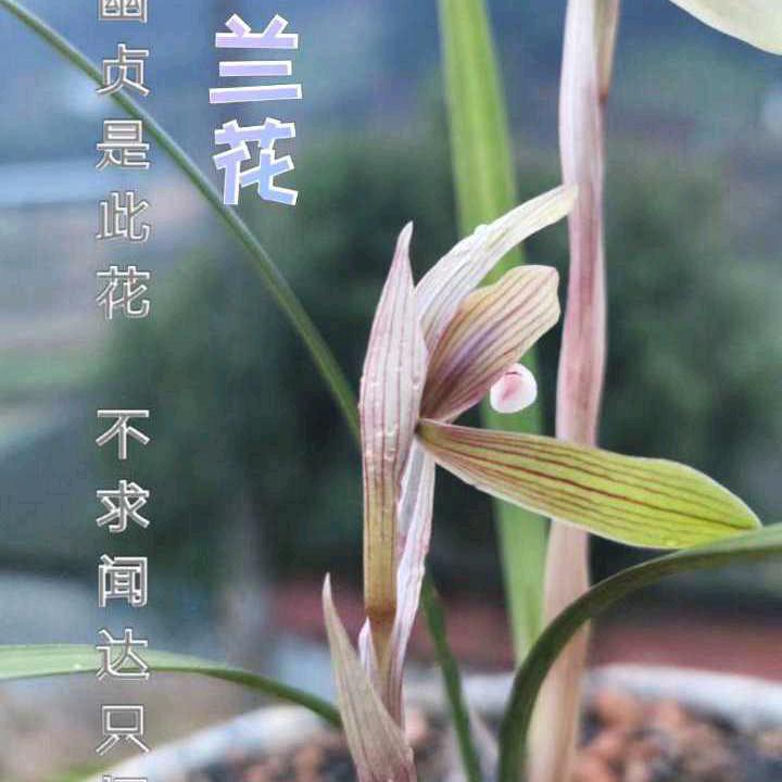 🌹🌹时光不如岁月的你🌺🌺