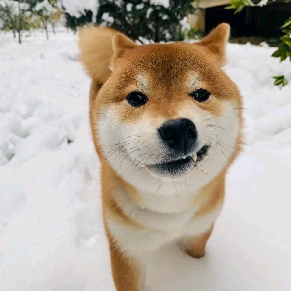 硬了硬了