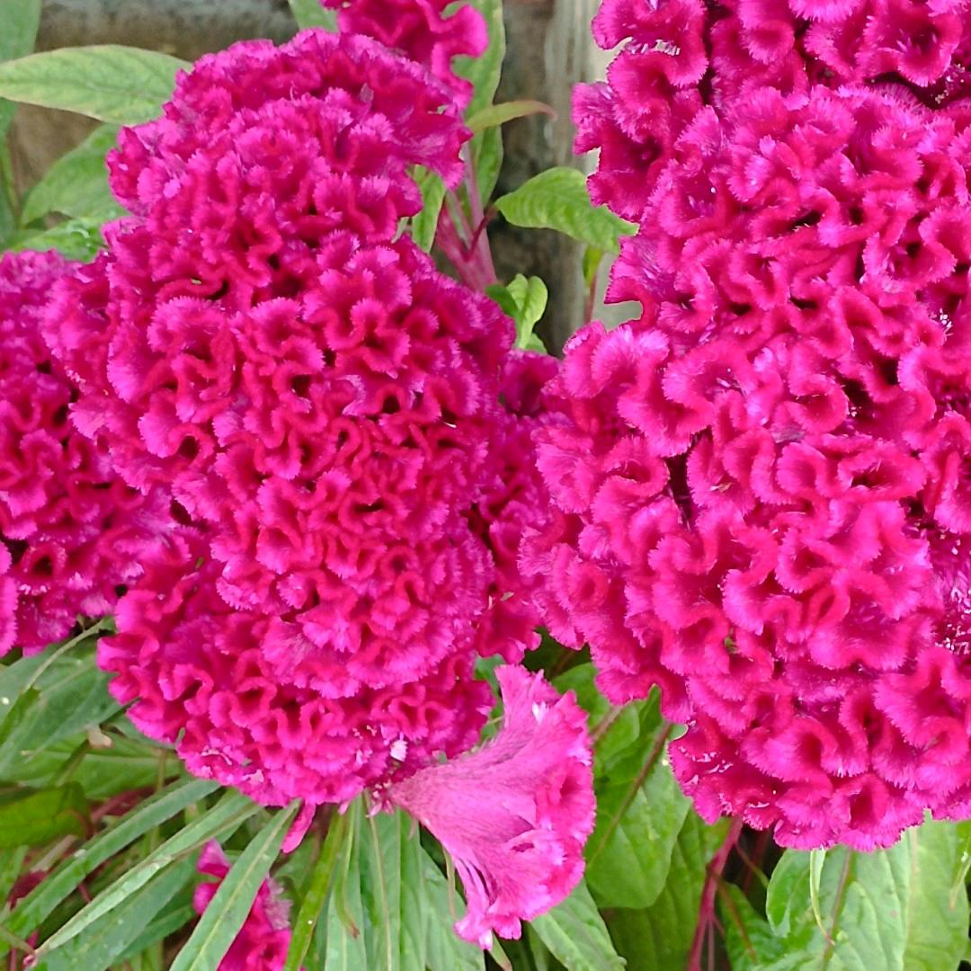 🦂晋姑娘🦂我很好💕🐭