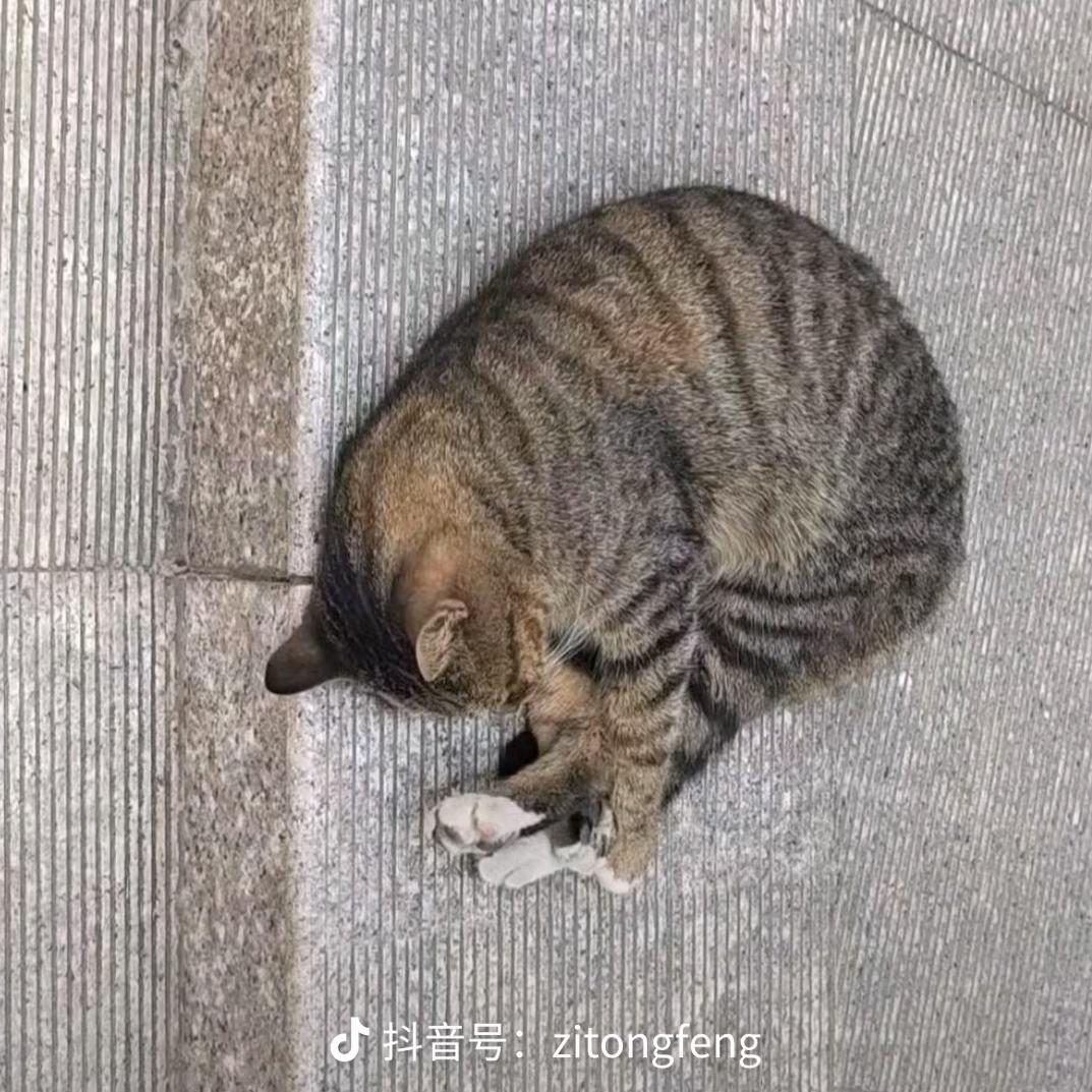 雲雲众生
