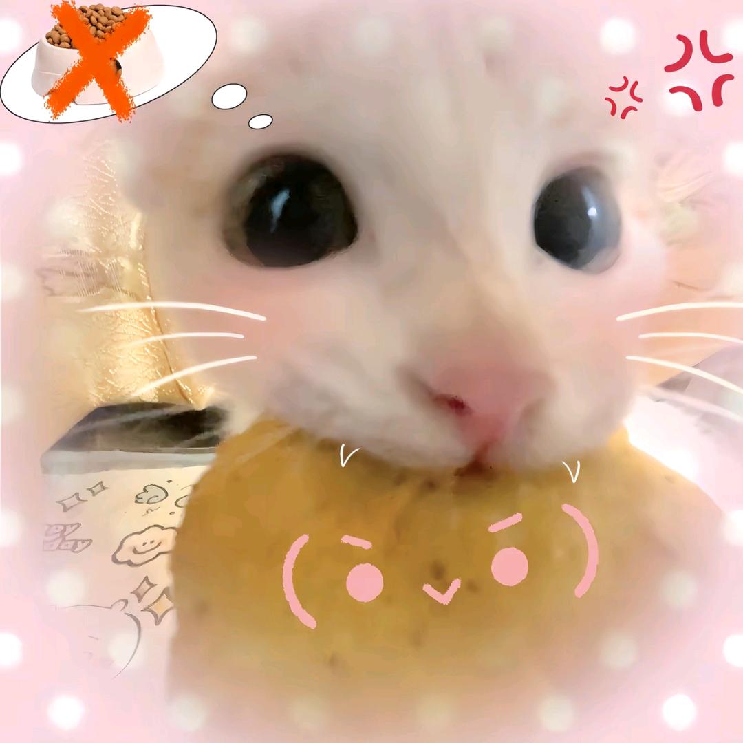 小猫椰椰拿铁.