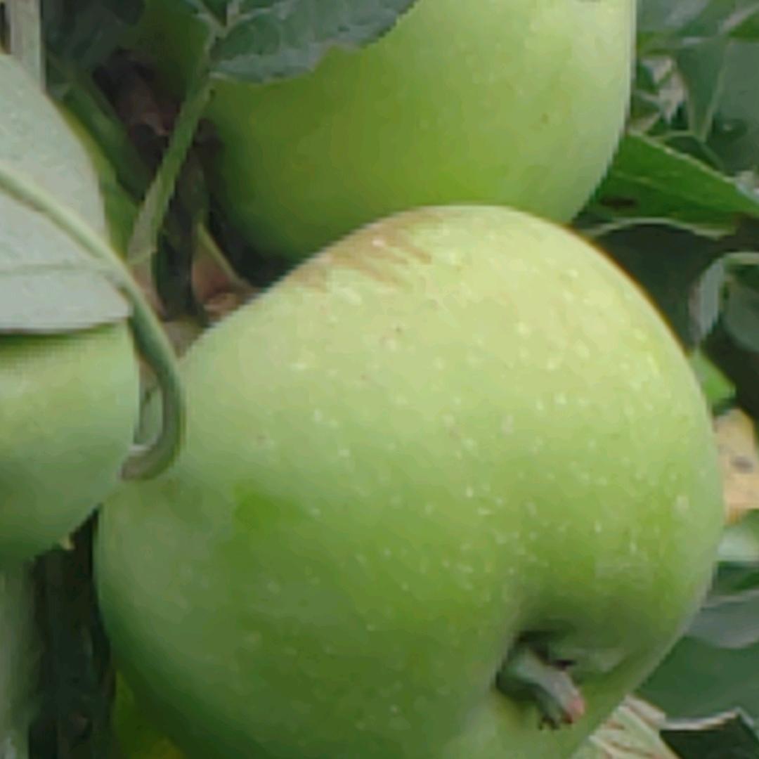 今生爱  来生缘