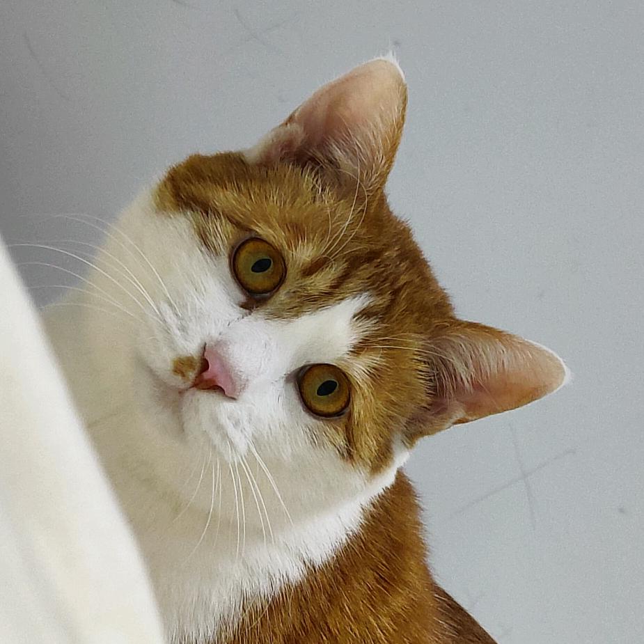 么凹猫🐱头像
