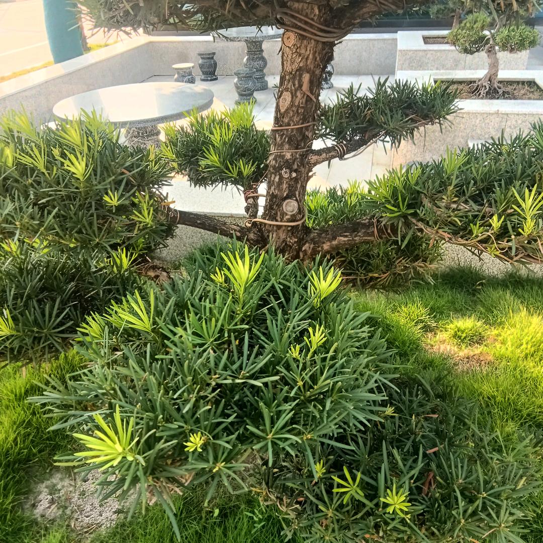 孤傲狂浪