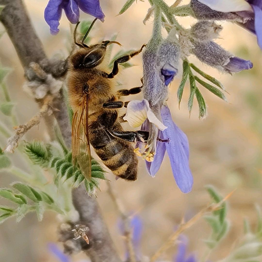 阿佳蟑罗布小号